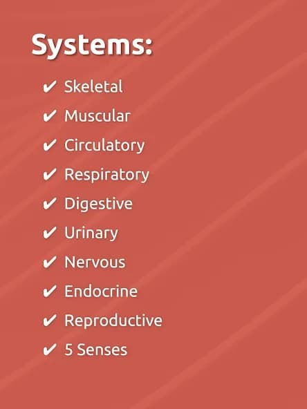 https://media.imgcdn.org/repo/2024/09/human-anatomy-body-parts/66e82157571a8-human-anatomy-body-parts-screenshot18.webp