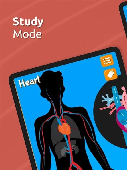 https://media.imgcdn.org/repo/2024/09/human-anatomy-body-parts/66e8215bdead3-human-anatomy-body-parts-screenshot21.webp