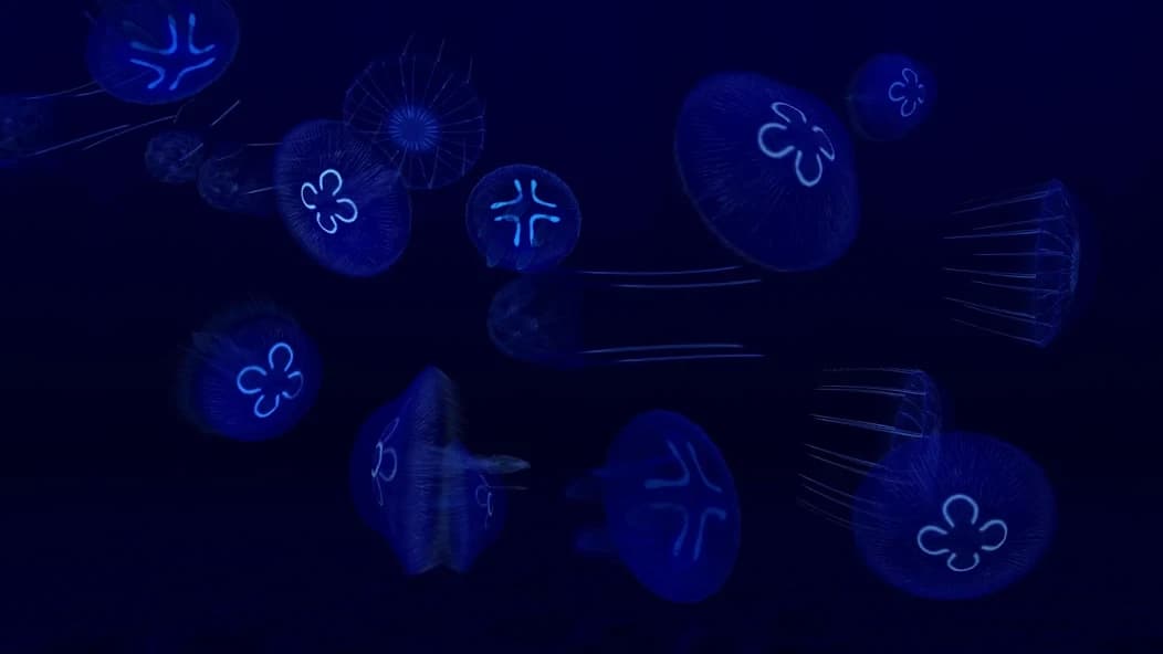 https://media.imgcdn.org/repo/2025/01/fish-farm-3-aquarium/6791dbb6105f1-fish-farm-3-aquarium-screenshot12.webp
